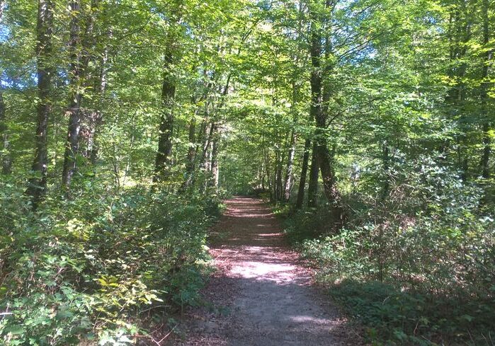 870x489_foret_de_bouconne_bd_2